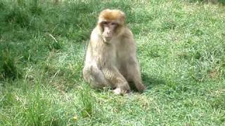 Barbary Macaque