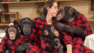 A Very Chimpanzee Christmas!