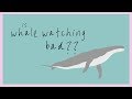 Is Whale Watching BAD For Whales