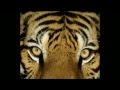 Tangerine Dream - The Tyger (feat Aleister Crowley)