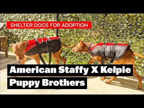 American Staffy X Kelpie Puppy Brothers | Day Out of the Shelter | ADOPT Tank and Chopper