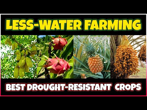 Drought-Resistant Agriculture Crops That Can Be Grown With Less Water