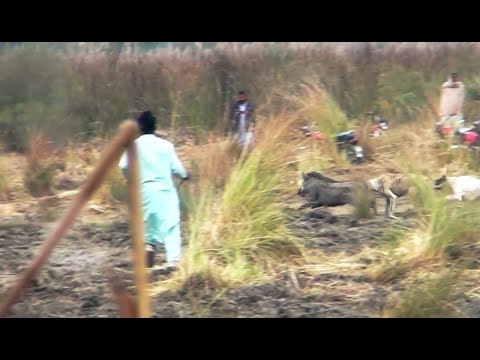 Soor Ka Shikar Mlaik Mustafa khar 2023 HD Video Super Dog