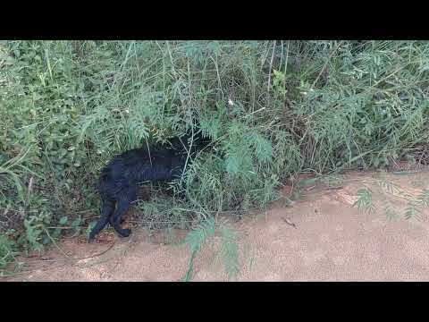 Las cachorras en el Río Caris de Aguasay Edo Monagas tarde del 13 de julio de 2025