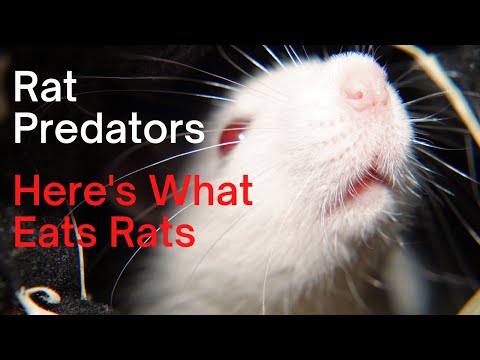 What Eats Rats, Complete List of Rat Predators