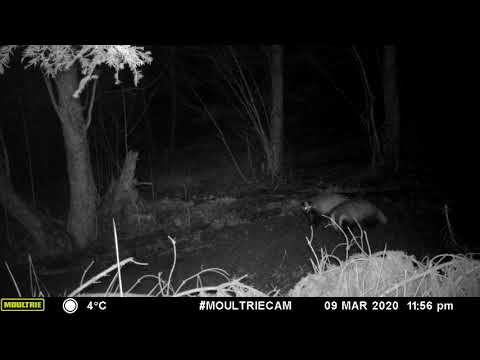 BURSUCI IN PARCUL NATURAL PUTNA VRANCEA