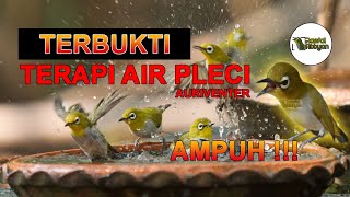 Download lagu Terbukti Terapi air pleci AMPUH !!! (pleci auriventer, auri, mata puteh, Tiếng Chim Khuyên Líu Chòe) mp3 Download lagu Terbukti Terapi air pleci AMPUH !!! (pleci auriventer, auri, mata puteh, Tiếng Chim Khuyên Líu Chòe) mp3