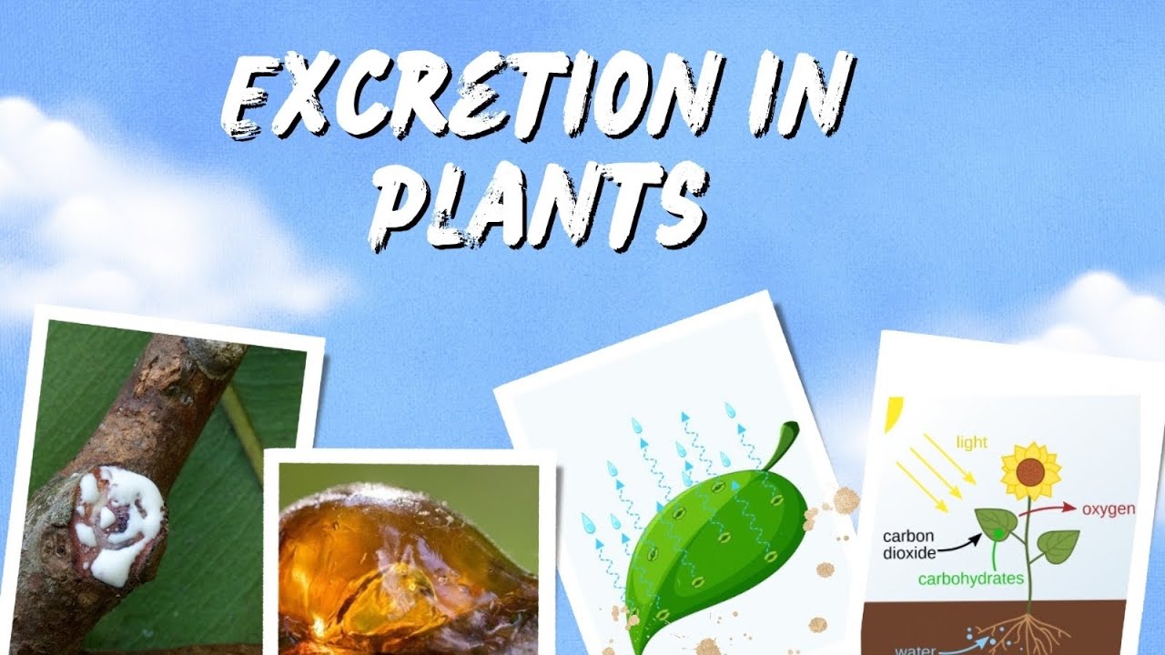 Excretion in plants | life processes | Class 10 | Science - biology | How do plants excrete