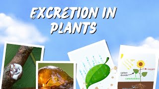 Excretion in plants | life processes | Class 10 | Science - biology | How do plants excrete
