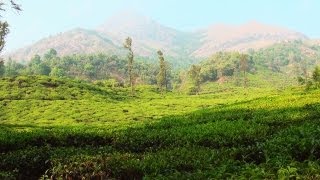 Tea Plantation in Wayanad