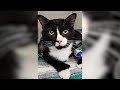 Cat Survives 35 Minute Cycle In Washing Machine