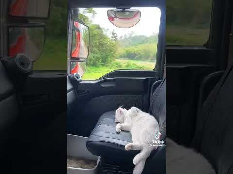 #видосыоткота #веселыекоты #прикольныекоты #animals