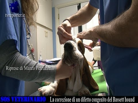 Sintomi e trattamento della cervicale condrosi gravidanza Acido ialuronico per la somministrazione di prezzo articolazioni
