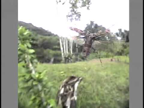 テナガカミキリの飛翔