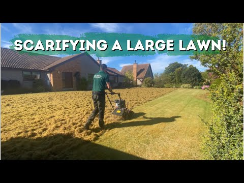 Scarifying a large mossy lawn! // biggest one yet //