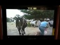 Funny Horses AFV