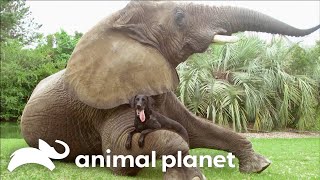 Quirkiest Companions | My Dogs Crazy Animal Friends | Animal Planet
