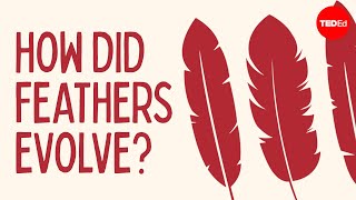 How did feathers evolve? - Carl Zimmer