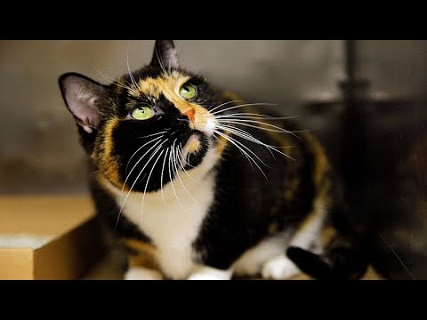 EU plant Mikrochip-Pflicht für alle Katzen und Hunde