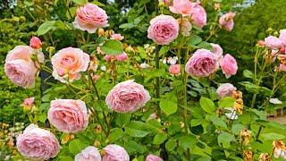 A WARNING About James Galway rose!