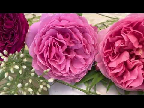 David Austin rose comparisons: Falstaff, Boscobel, Charles Darwin &more April 2022