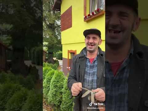 Stachu szuka dziewczyny