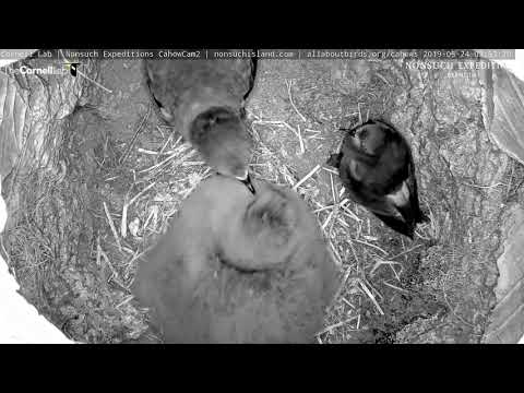 Leach's Storm-Petrel Back In Cahow Cam 2 Burrow As Parent Visits Chick – May 24, 2019