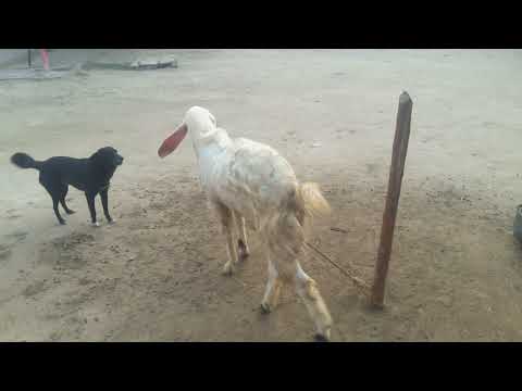 Gote and Dog 13.12.2018