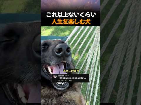 これ以上ないくらい人生を楽しむ犬