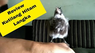 Download lagu Review Burung Kutilang Dada Hitam mp3 Download lagu Review Burung Kutilang Dada Hitam mp3