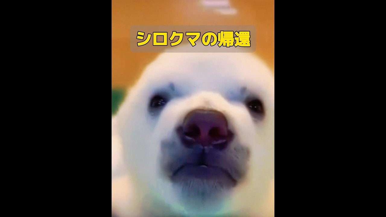 小さなホッキョクグマが再び男の家にやってきた。 #animals #共鳴 #動物 #特有種 #自然