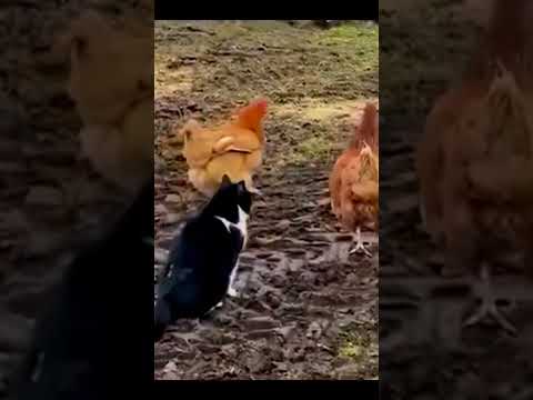 The cat is attacking the chickens!