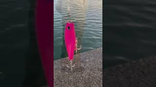 ルアー釣り４ #料理 #fishing