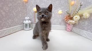 ミヌエットの動画01