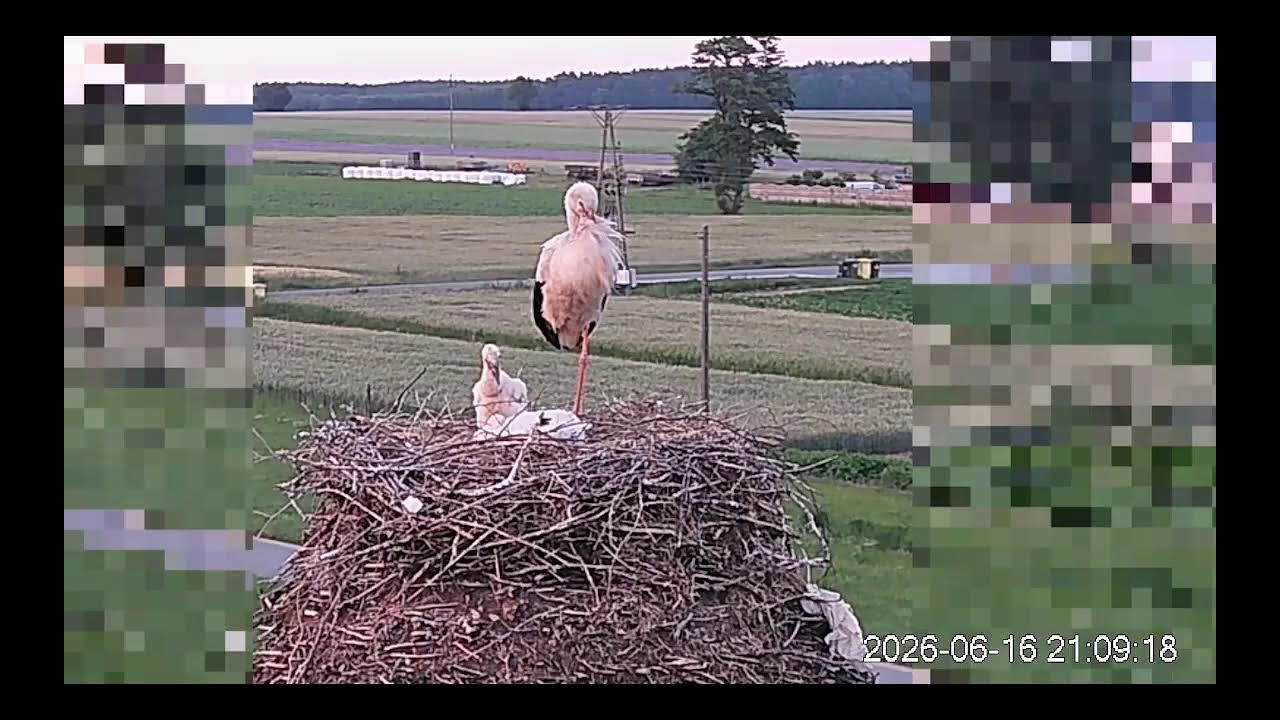 Live webcam view of White Stork Nest Cam, Suchowola