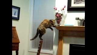 Tempest the Tortie cat shows her balancing talents