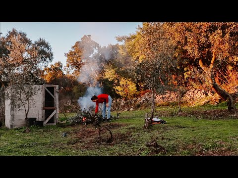 Small Farm Life | Pruning Vines and olive Trees on our 1.5 Acre Homestead