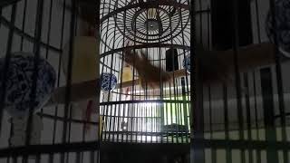 Download lagu hwa bee bird mp3 Download lagu hwa bee bird mp3