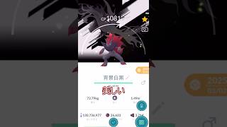 ゾロアコミュデイ結果👿背景ゾロアークへ🌃✨ #ポケモンgo #pokemongo #pokemongoshorts