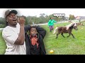 Crazy Pony Escaped At The Pumpkin Patch