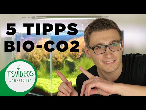 Bio CO2 Anlage im Aquarium geht nicht? 5 Tipps für Bio CO2 Anlagen im Aquarium