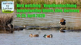 Birdwatching. Vogelbeobachtung am Jungferweiher Ulmen, Eifel, Germany 14-25.4.20