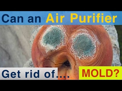 Best Mold Air Purifier