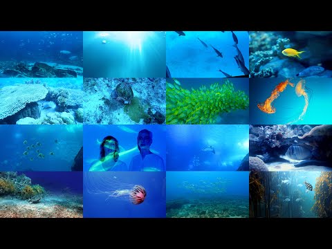 Julia und Mo - Unter dem Meer