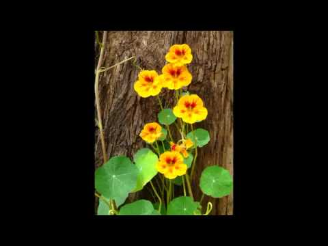 Video thumbnail for Wallflower Waltz