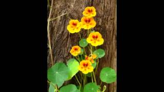 Wallflower Waltz by k.d. lang and The Reclines