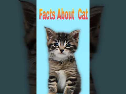 "Amazing Facts About Cats" #cat #shorts #facts