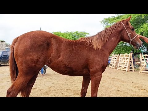 Os Melhores cavalos aqui no Marcos de Toritama, #cavalo 