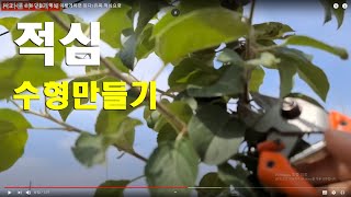 사과 나무 수형 만들기/유목 적심요령/나지를 없애자