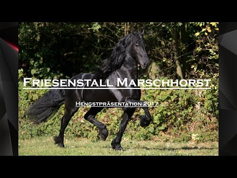 Friesenstall Marschhorst / Hengstpräsentation 2017